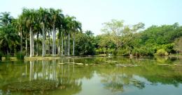 西雙版納原始森林公園