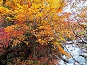 【金秋紅葉】畢棚溝+米亞羅+奶子溝+映秀地震遺址環(huán)線(xiàn)紅葉3日游